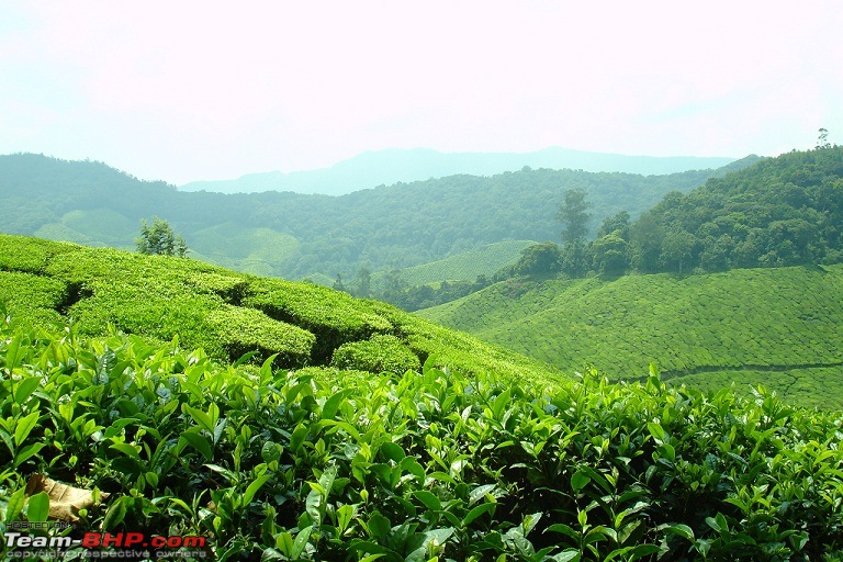 Bangalore-Munnar-Bangalore in 4 days-more-tea.jpg