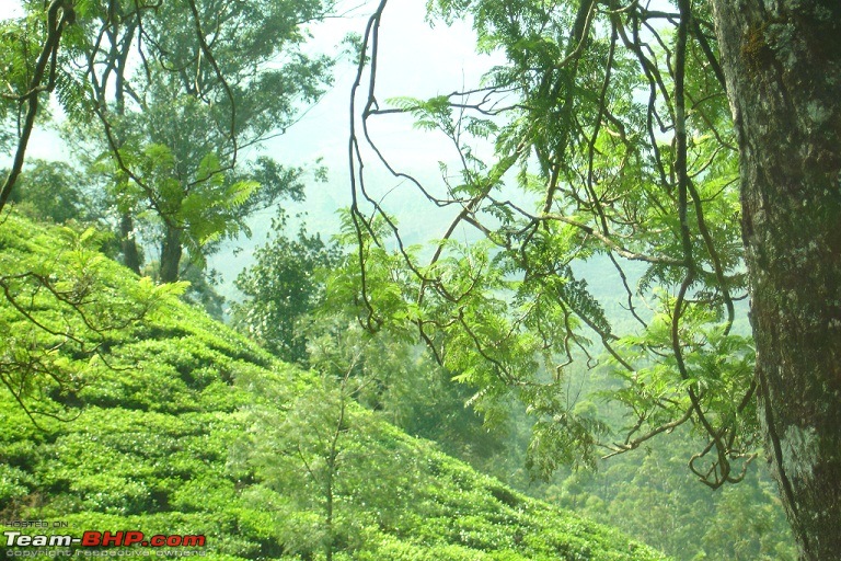 Bangalore-Munnar-Bangalore in 4 days-tree-tea-estate.jpg