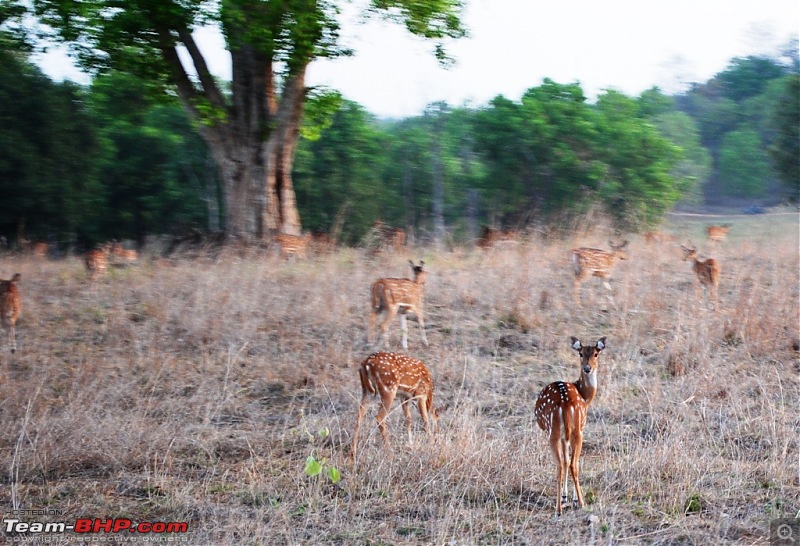 The Wild Beckons: Bhopal-Bhedaghat-Dhuandhar-Kanha-deer1.jpg