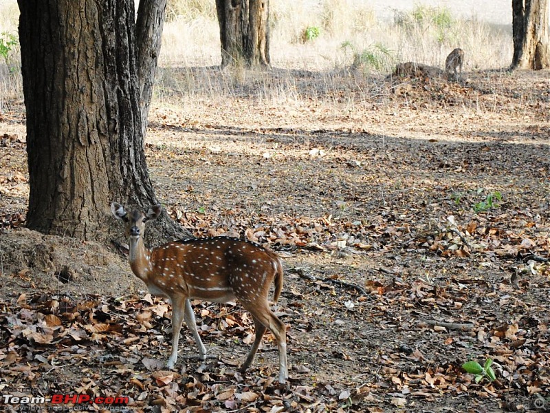 The Wild Beckons: Bhopal-Bhedaghat-Dhuandhar-Kanha-deer4.jpg