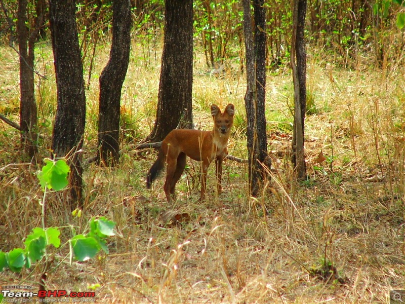 Tadoba Tiger Resrve - Restarting explorations with a Bang !!-1105150246.jpg