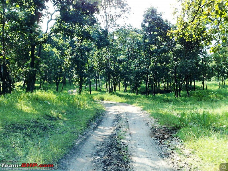 Pench Jungle Safari-02102008061.jpg