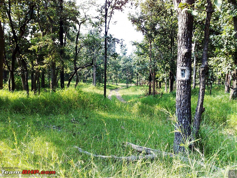 Pench Jungle Safari-02102008063.jpg