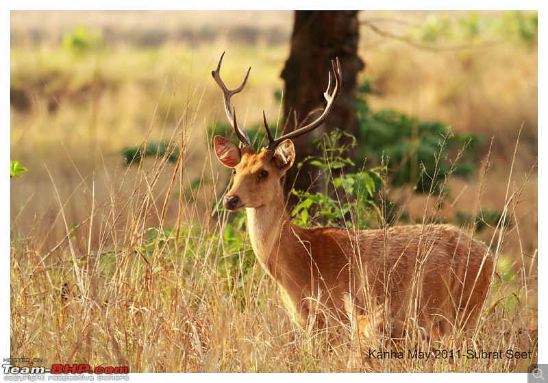 Adventure in Kipling Country - Kanha National Park-kanha-may-201109-1024x768.jpg