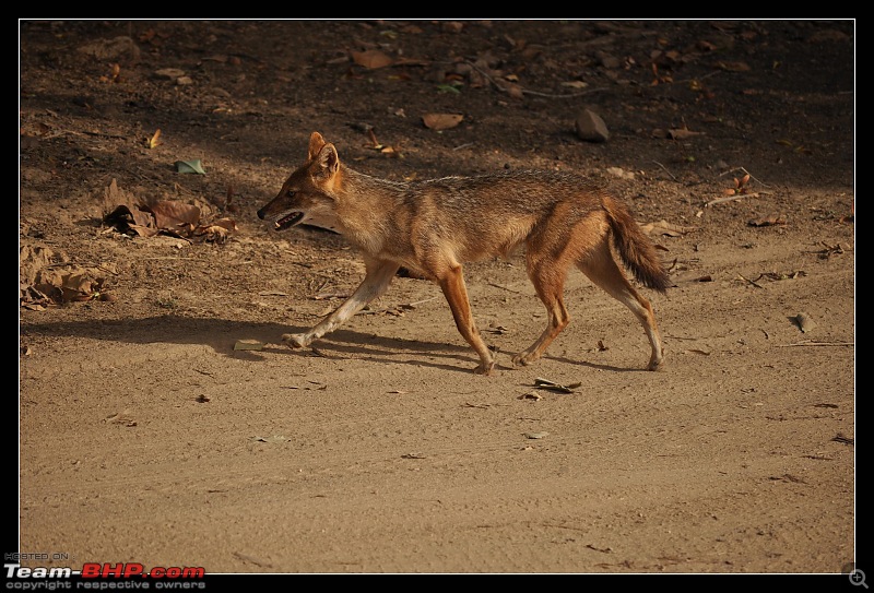 A Nikon D5000 in the land of the tiger - Kanha National Park visit.-dsc_0247.jpg