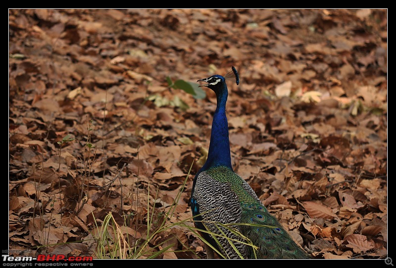 A Nikon D5000 in the land of the tiger - Kanha National Park visit.-dsc_0293.jpg