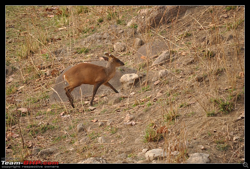 A Nikon D5000 in the land of the tiger - Kanha National Park visit.-dsc_0477.jpg