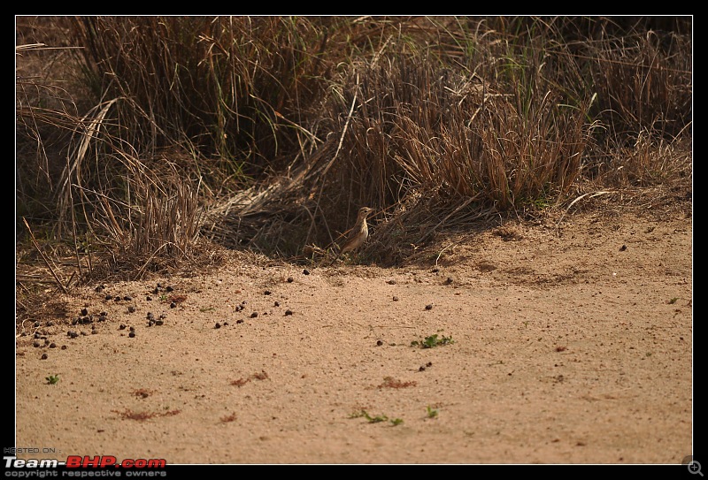 A Nikon D5000 in the land of the tiger - Kanha National Park visit.-dsc_0602.jpg