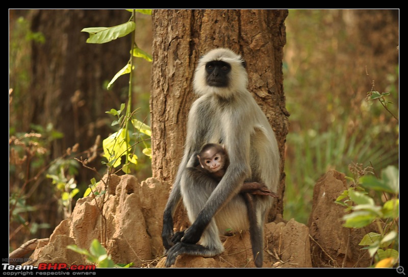 A Nikon D5000 in the land of the tiger - Kanha National Park visit.-dsc_0588.jpg