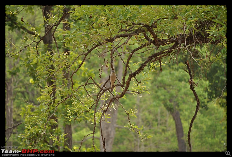 A Nikon D5000 in the land of the tiger - Kanha National Park visit.-dsc_0525.jpg