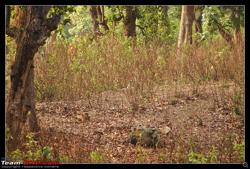 A Nikon D5000 in the land of the tiger - Kanha National Park visit.-dsc_0755.jpg