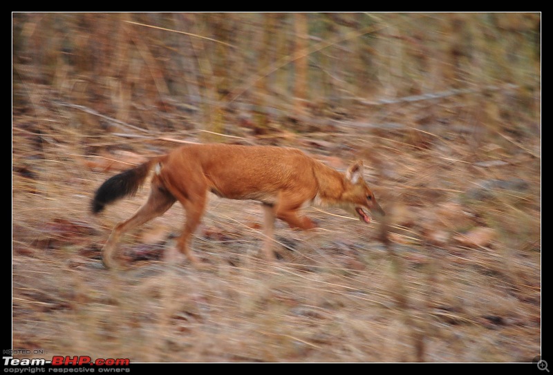 A Nikon D5000 in the land of the tiger - Kanha National Park visit.-dsc_0796.jpg