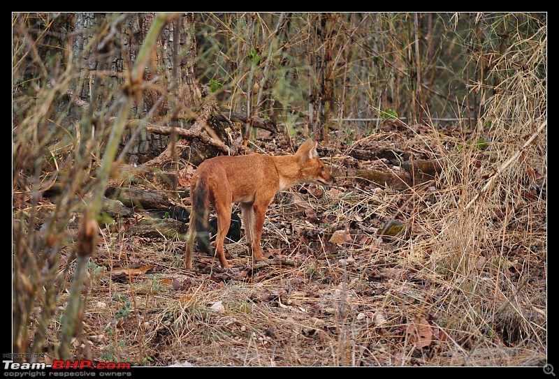 A Nikon D5000 in the land of the tiger - Kanha National Park visit.-dsc_0801.jpg