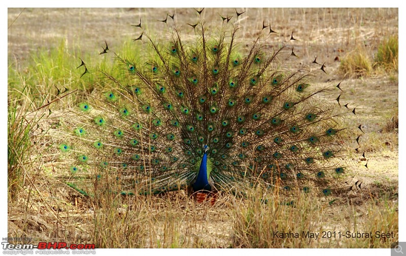 Adventure in Kipling Country - Kanha National Park-kanha-may-201112-1024x768.jpg