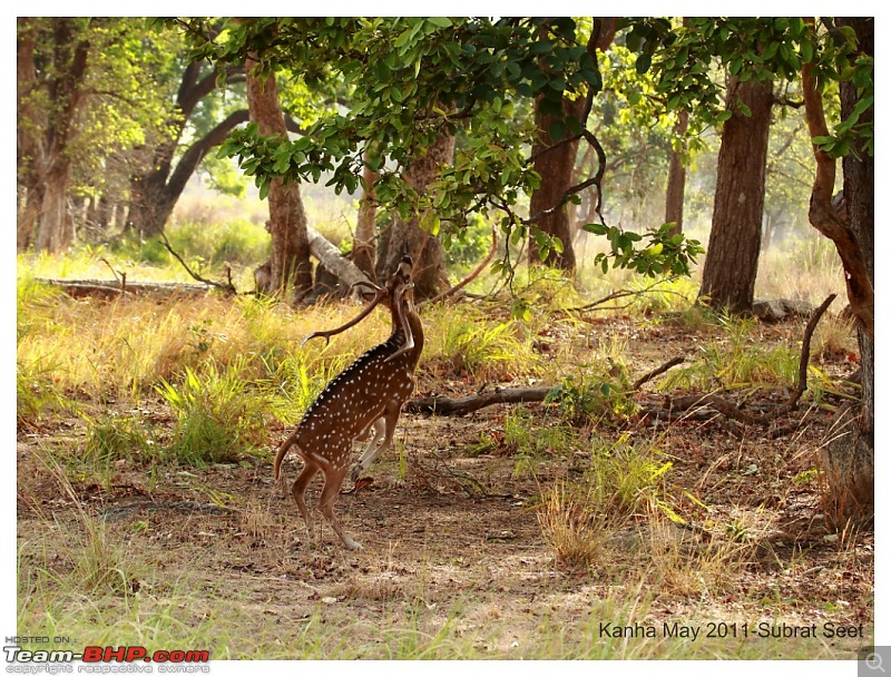 Adventure in Kipling Country - Kanha National Park-kanha-may-201120-1024x768.jpg