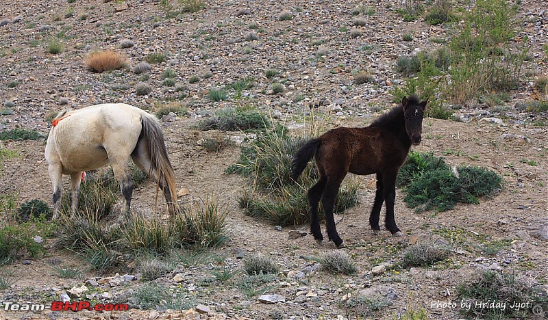 "Alone!!! You're Kidding!" A Gypsy week to Spiti Valley-img_2954.jpg