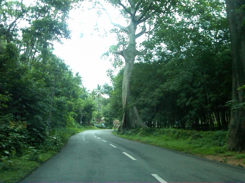 Cochin - Kutallam (Courtallam)-img00649201106111514.jpg