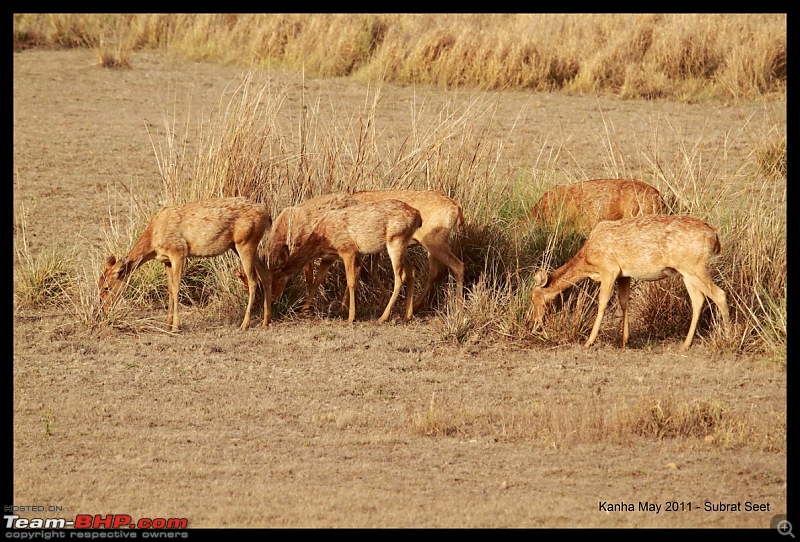 Adventure in Kipling Country - Kanha National Park-kanha-may-201130-1280x768.jpg