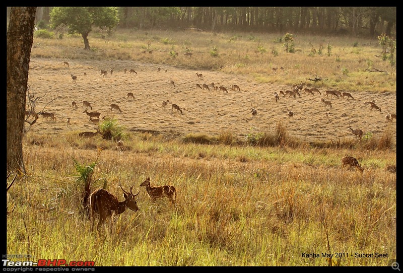 Adventure in Kipling Country - Kanha National Park-kanha-may-201140-1280x768.jpg