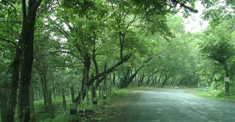 The road truly  less traveled in trail of the monsoon : Ambanad Estate Sojourn*-dsc07553.jpg