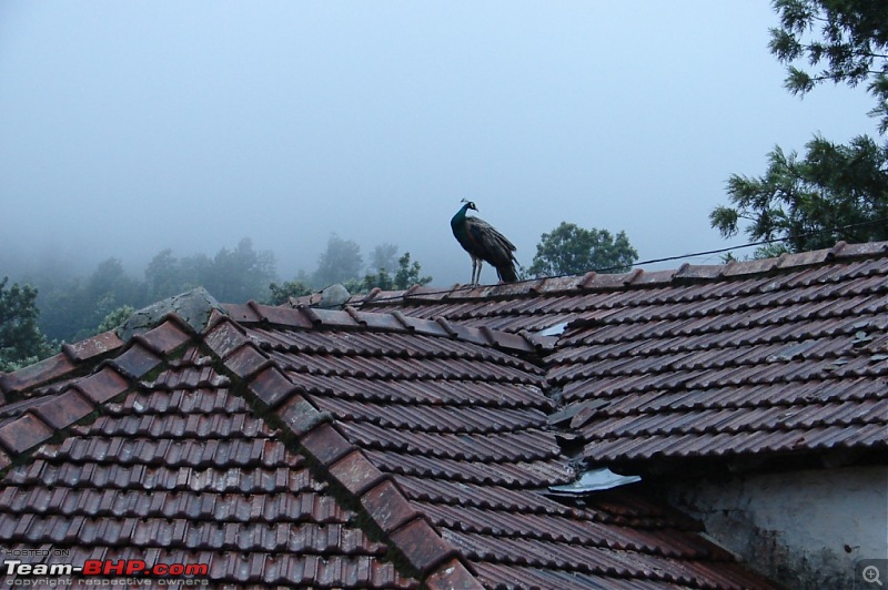 The road truly  less traveled in trail of the monsoon : Ambanad Estate Sojourn*-dsc07584.jpg