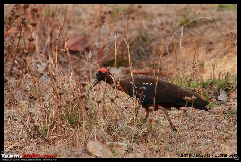 Adventure in Kipling Country - Kanha National Park-kanha-may-201146-1280x768.jpg