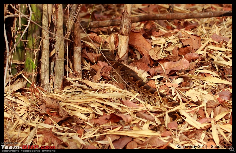 Adventure in Kipling Country - Kanha National Park-kanha-may-201151-1280x768.jpg