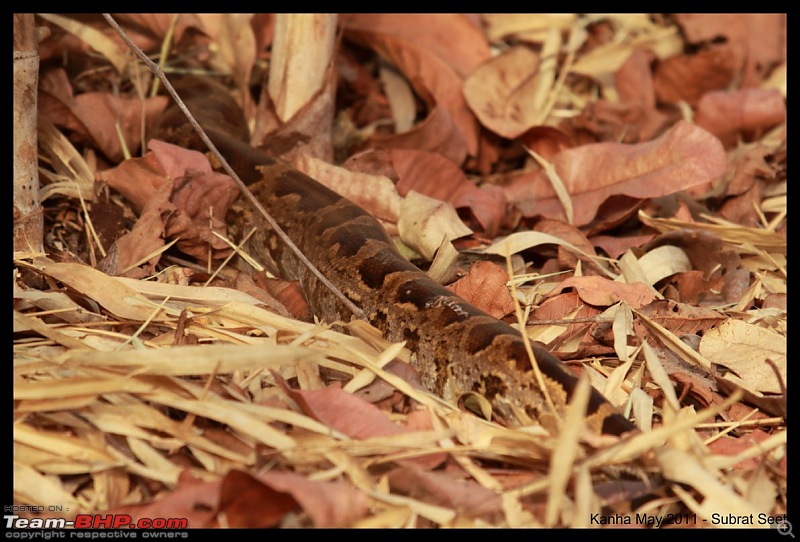 Adventure in Kipling Country - Kanha National Park-kanha-may-201152-1280x768.jpg