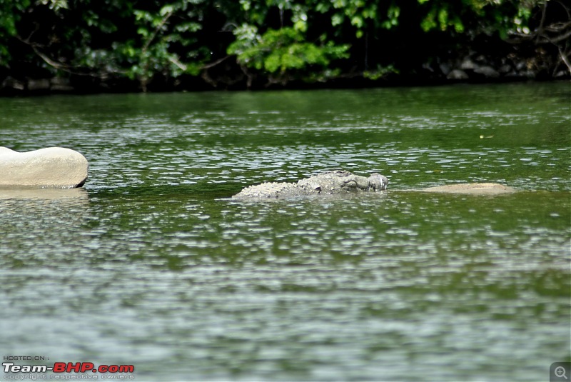 Ranganathittu: Of birds and Mighty Crocs - A quick weekend drive-_dsc2764_1569x1050.jpg