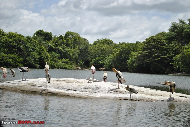 Ranganathittu: Of birds and Mighty Crocs - A quick weekend drive-_dsc2796_1569x1050.jpg