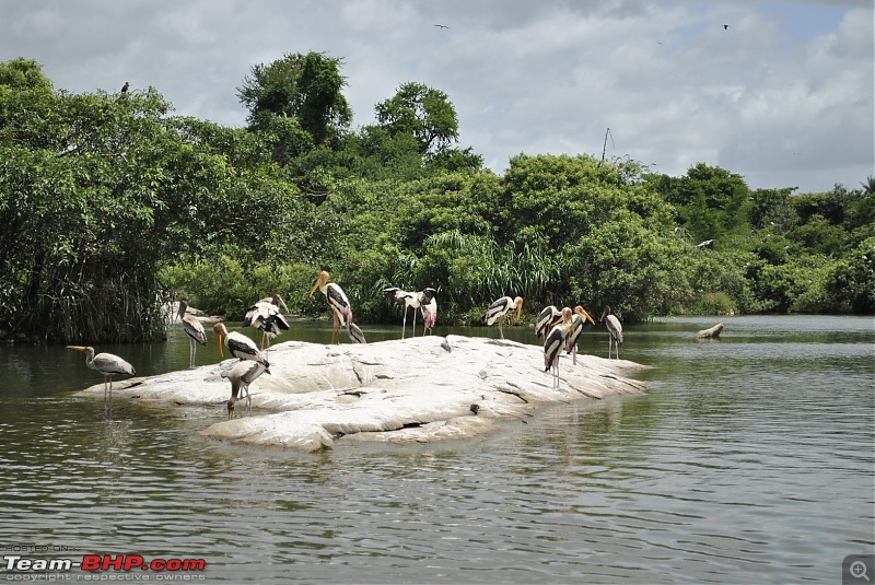 Ranganathittu: Of birds and Mighty Crocs - A quick weekend drive-_dsc2803_1569x1050.jpg