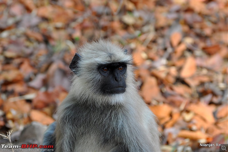 Call of the Wild: A 3500 km roadtrip to Pench, Bandhavgarh and Kanha in a Fortuner-dsc_6116.jpg