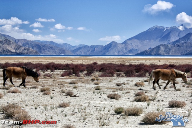 Self-Drive Expedition Travel-Ladakh and cold desert Changthang in "off-season" Oct 10-img_4542.jpg