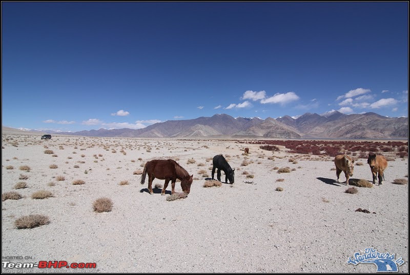 Self-Drive Expedition Travel-Ladakh and cold desert Changthang in "off-season" Oct 10-lc530001.jpg