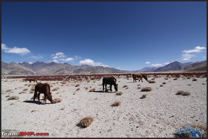 Self-Drive Expedition Travel-Ladakh and cold desert Changthang in "off-season" Oct 10-ladakh-changthang122.jpg