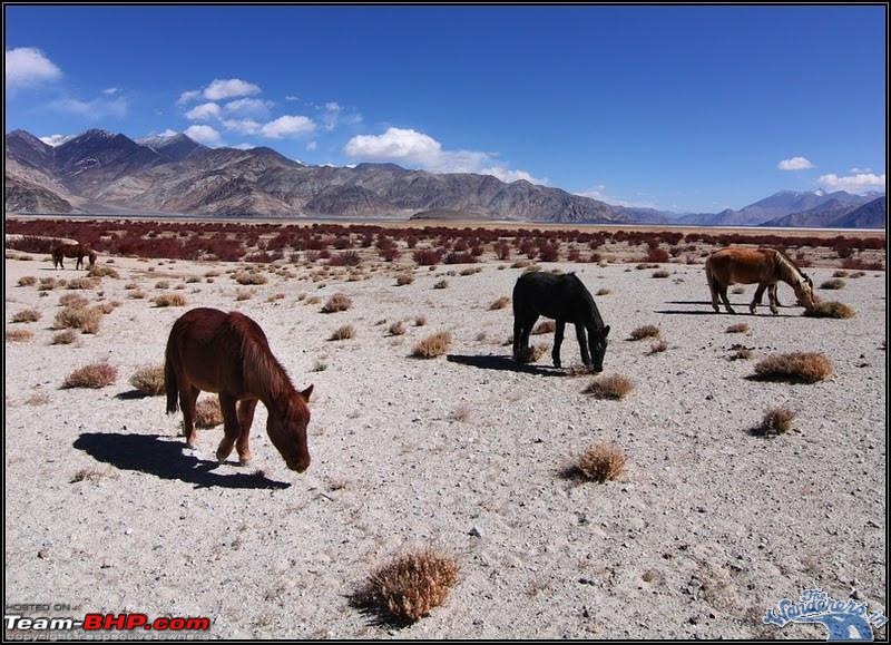 Self-Drive Expedition Travel-Ladakh and cold desert Changthang in "off-season" Oct 10-ladakh-changthang18.jpg