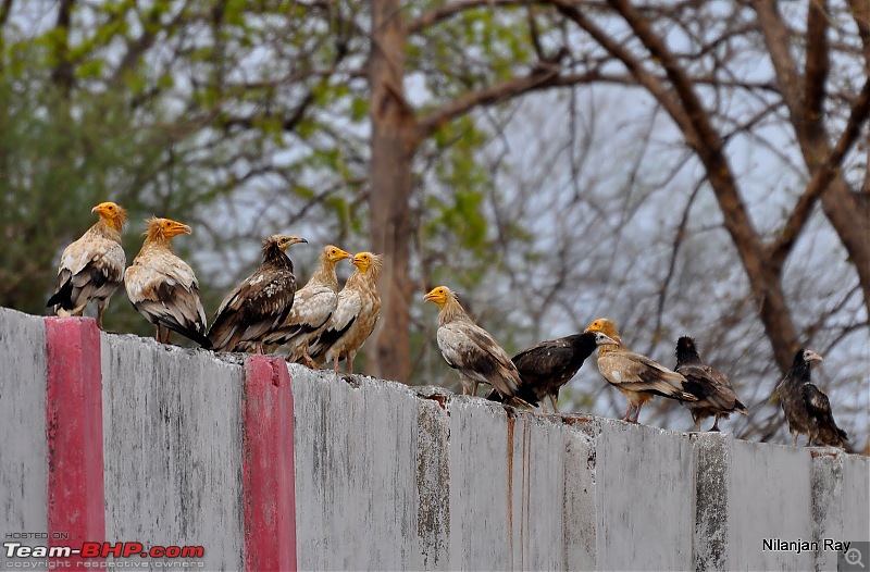 Call of the Wild: A 3500 km roadtrip to Pench, Bandhavgarh and Kanha in a Fortuner-dsc_5616.jpg