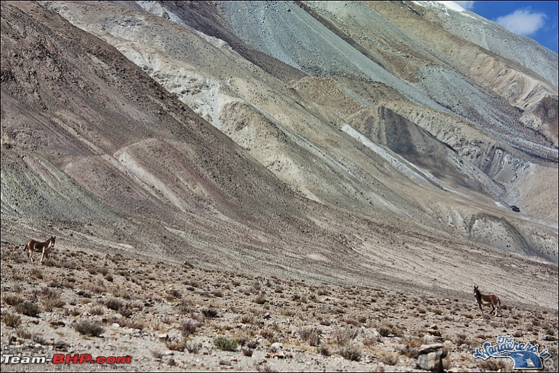 Self-Drive Expedition Travel-Ladakh and cold desert Changthang in "off-season" Oct 10-img_4575.jpg