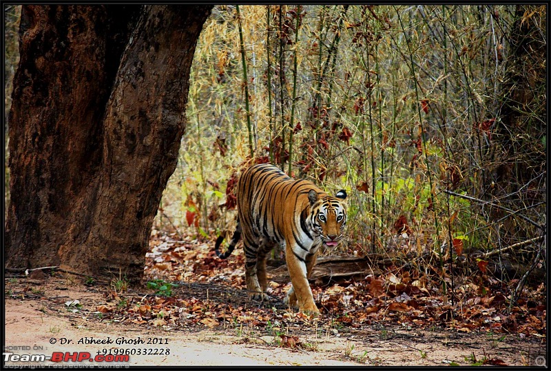 Call of the Wild: A 3500 km roadtrip to Pench, Bandhavgarh and Kanha in a Fortuner-img_3449.jpg