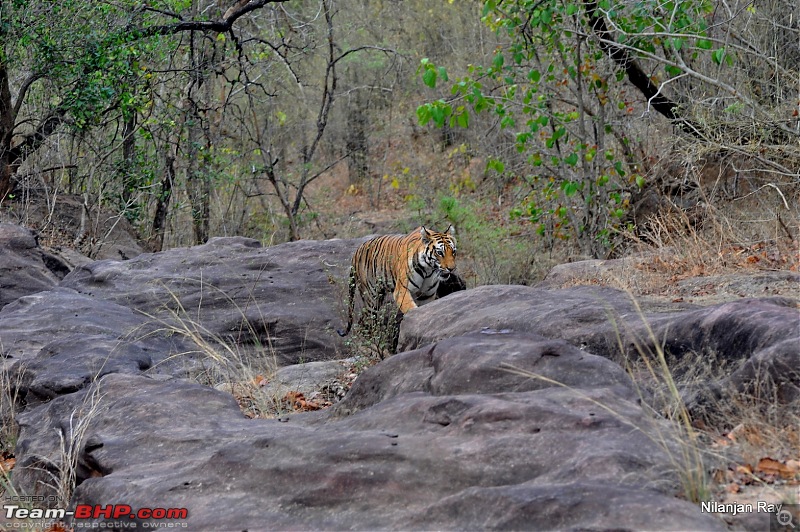 Call of the Wild: A 3500 km roadtrip to Pench, Bandhavgarh and Kanha in a Fortuner-dsc_64441.jpg