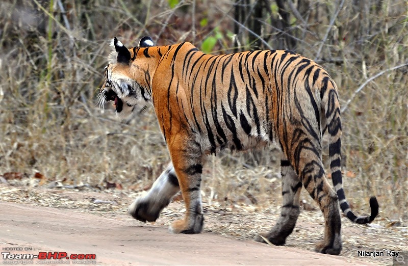 Call of the Wild: A 3500 km roadtrip to Pench, Bandhavgarh and Kanha in a Fortuner-dsc_6510.jpg