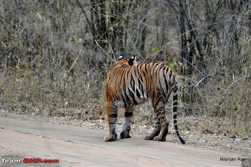 Call of the Wild: A 3500 km roadtrip to Pench, Bandhavgarh and Kanha in a Fortuner-dsc_65121.jpg