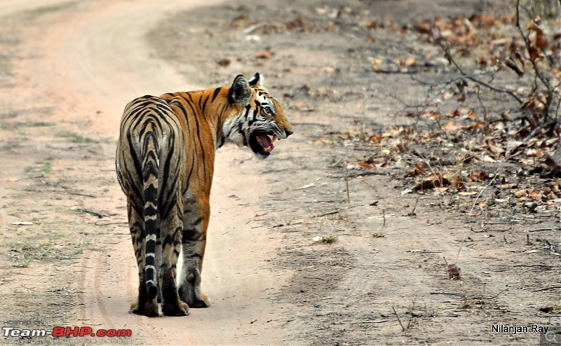 Call of the Wild: A 3500 km roadtrip to Pench, Bandhavgarh and Kanha in a Fortuner-dsc_6519.jpg