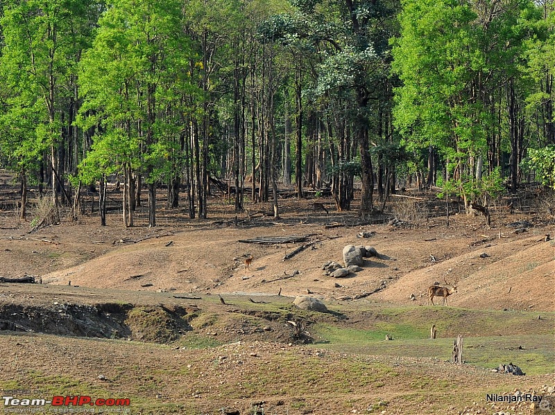 Call of the Wild: A 3500 km roadtrip to Pench, Bandhavgarh and Kanha in a Fortuner-dsc_5556.jpg