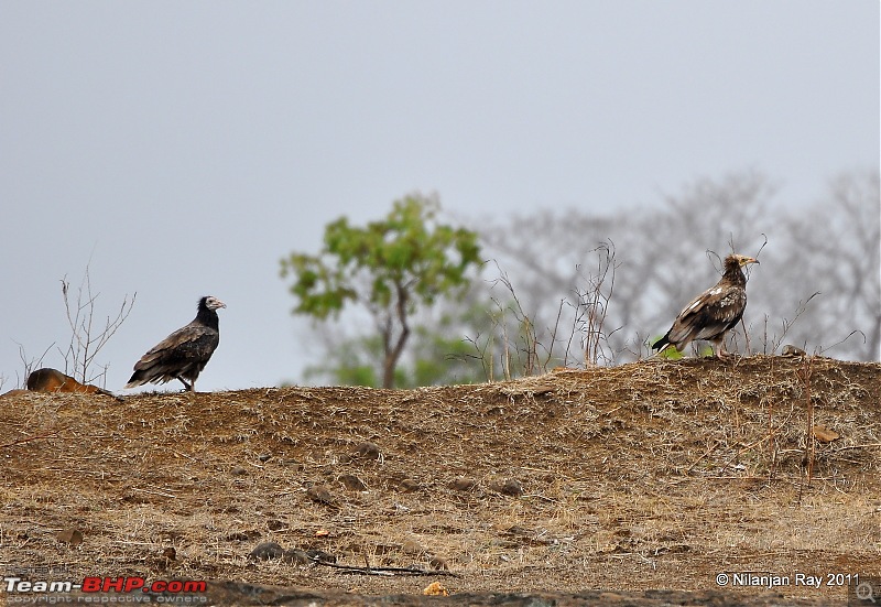 Call of the Wild: A 3500 km roadtrip to Pench, Bandhavgarh and Kanha in a Fortuner-dsc_5630.jpg