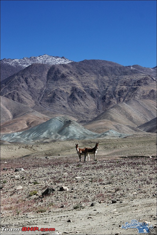 Self-Drive Expedition Travel-Ladakh and cold desert Changthang in "off-season" Oct 10-img_5003.jpg