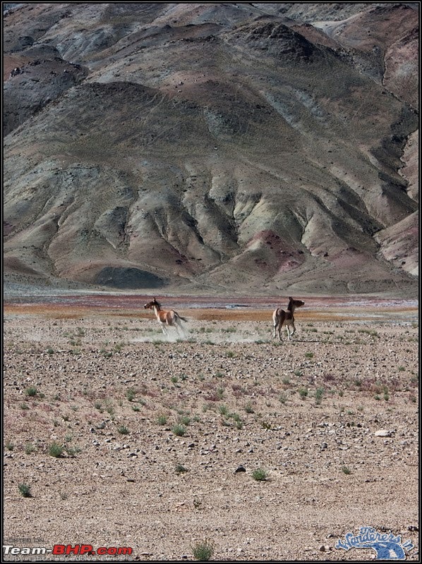 Self-Drive Expedition Travel-Ladakh and cold desert Changthang in "off-season" Oct 10-ladakh-changthang132.jpg