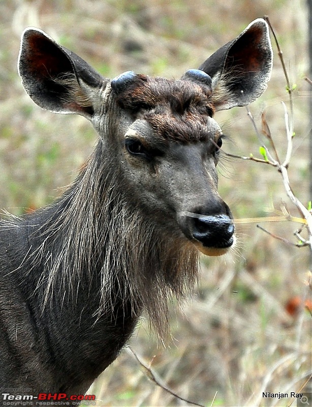 Call of the Wild: A 3500 km roadtrip to Pench, Bandhavgarh and Kanha in a Fortuner-dsc_7010.jpg