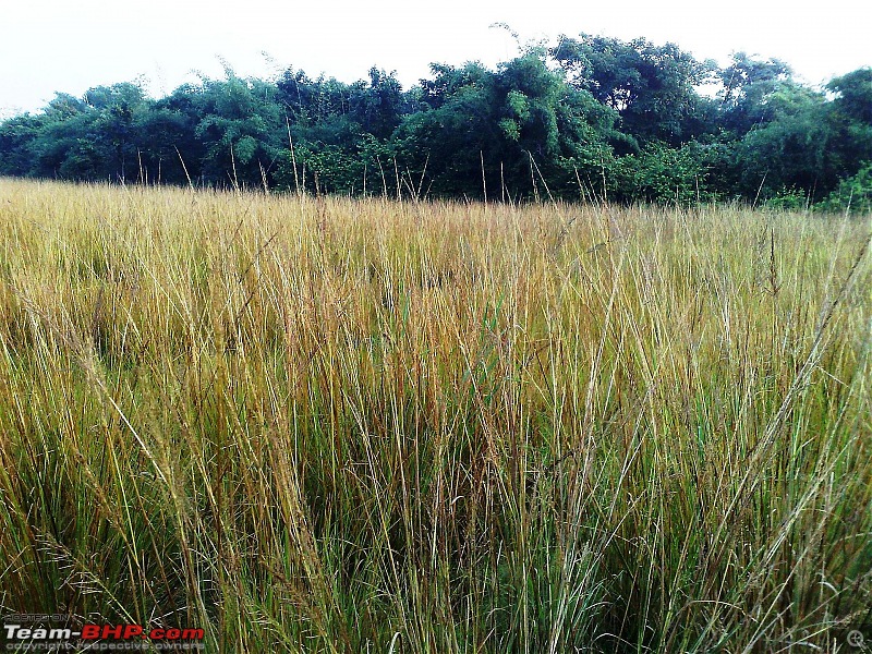 Tadoba Andhari Tiger Reserve-05102008095.jpg