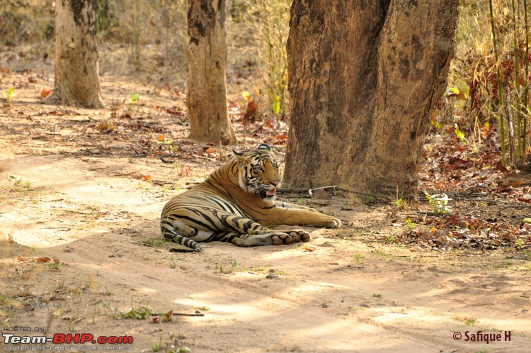 Audacity of a Tiger: Next generation raising hopeMy spectacular 4 days at Bandhavgar-_dsc5358.jpg